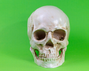 Totenkopf vor grünem Hintergrund
