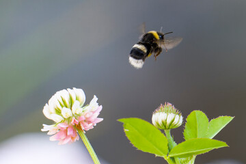 Dunkle Erdhummel (Bombus terrestris) auf Schweden-Klee (Trifolium hybridum)	
