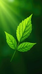 Fototapeta premium Focus on the shape and texture of a single leaf, branch, natural