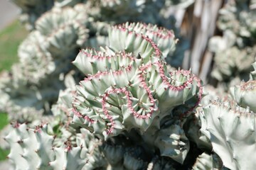 Euphorbia lactea or Coral cactus