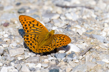 Kaisermantel auch Silberstrich genannt (Argynnis paphia)	