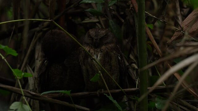 Owl, mother and young. Torotoroka scops owl, Otus madagascariensis, Kirindy Forest, rare endemic bird in tree hole nest. Wild owl in  Madagascar in Africa. Bird pair in the habitat, nature wildlife. 