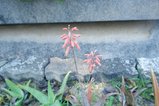 Orange flowers of Aloe dawei