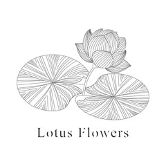 monoline vector illustration lotus flower sketch negative space.