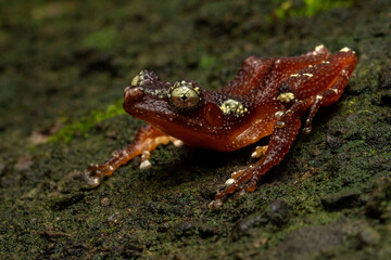 Nyctixalus margaritifer, also known as the Java Indonesian Treefrog, and Pearly Tree Frog, is a rare species of frog endemic to Java, Indonesia.