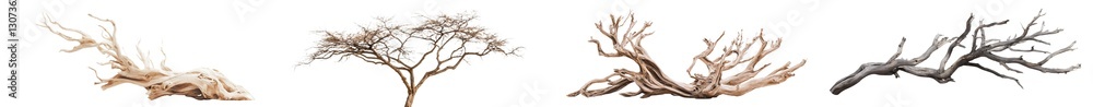 Poster The collection of trees appears as a dead set of trees on a white isolated background