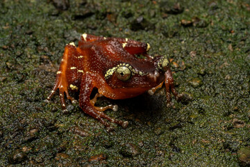 Nyctixalus margaritifer, also known as the Java Indonesian Treefrog, and Pearly Tree Frog, is a...