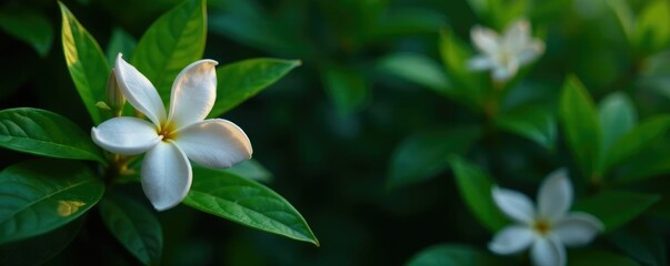 Obraz premium Dark, glossy background with lush green leaves and a few jasmine flowers in the foreground, florals, blossom
