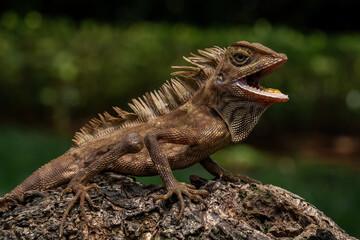 The Borneo Anglehead Lizard (Gonocephalus bornensis) or Borneo Forest Dragon, is an agamid lizard...