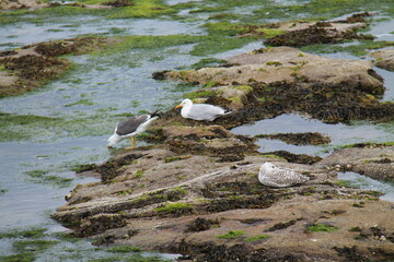 Three Seagulls on a Coastal Rock Pool Area.