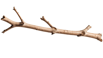 Natural Rustic Branch with Twigs Ideal for Creative Projects