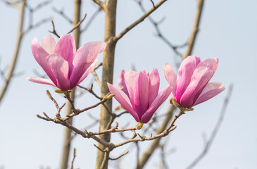 Obraz premium magnolia in garden with blue sky background