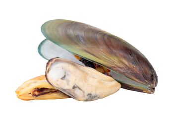 Three cooked or steamed green mussels with green mussels meat in stack isolated with clipping path in png file format