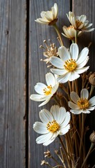 Obraz premium Delicate white dried flowers arranged on a rustic wooden background, white, dry