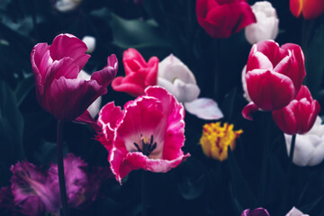 Obraz premium Beautiful colorful terry tulips in full bloom in the garden, close-up view. Floral background.