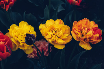 Beautiful colorful terry tulips in full bloom in the garden, close-up view. Floral background. Natural texture.