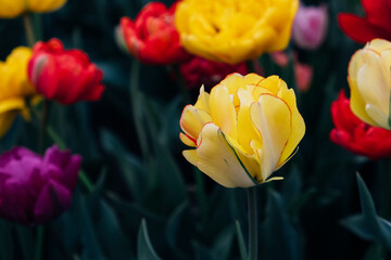 Beautiful colorful terry tulips in full bloom in the garden, close-up view. Floral background....