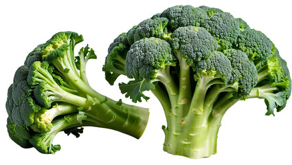 Fresh Broccoli Heads Isolated on White Background for Culinary Use