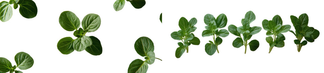 Obraz premium Isolated oregano leaves that are falling are set against a white backdrop