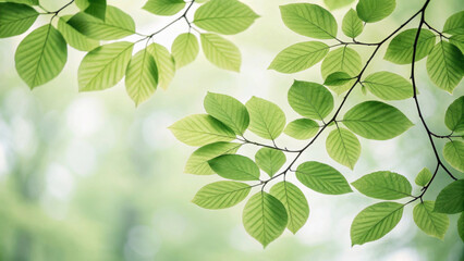 Fresh green leaves create serene and calming atmosphere, perfect for nature lovers. soft light enhances beauty of foliage, inviting tranquility and peace