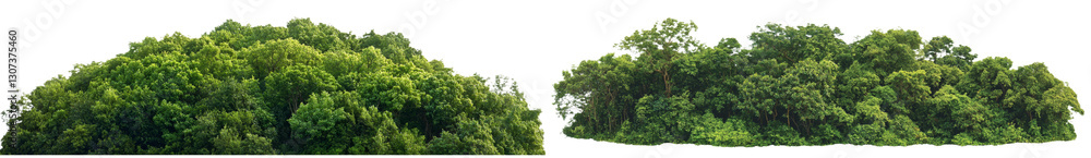 Poster Isolated green trees with forest and summer foliage on a transparent background, provided with a cut path and alpha channel for print and web purposes