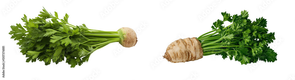 Poster on a white backdrop, a parsley root is shown in isolation, with complete sharpness
