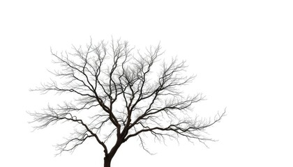 Obraz premium A lone deciduous tree, branches reaching skyward, set against a pure white backdrop, tranquil, branches