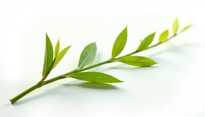 A few strands of curly willow on a pristine white background, still life, nature