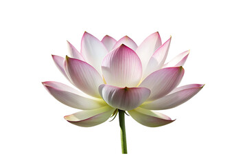 Minimalist Depiction of a Single Lotus Flower on Transparent Background