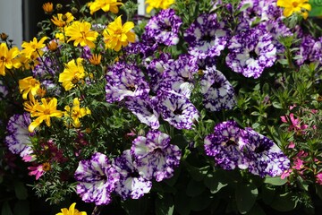 Galaxy purple petunia and bidens flowers