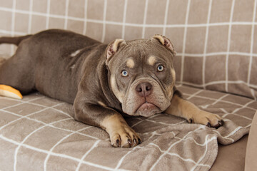The American Bully puppy on sofa at home