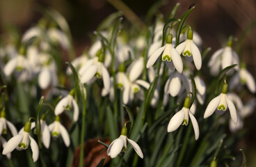 Wiosenne kwiaty - Przebiśniegi