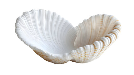 Seashell Opens Beautifully Isolated on White Background