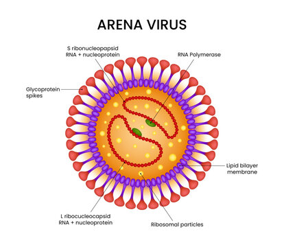 Anatomy of the Arenavirus Structure