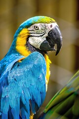 guacamayo azul de pecho amarillo