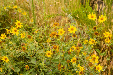 Beautiful patch of yellow flowers with orange center.