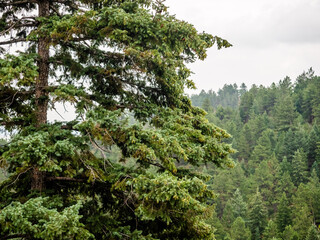 Fototapeta premium Pine tree up close with many trees in the background.