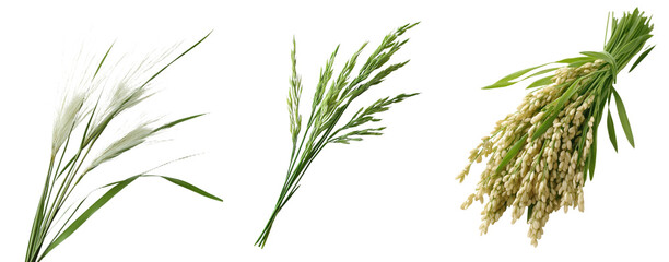 Fototapeta premium With a clipping path, the image features cane, reed seeds, and green grass on a white background