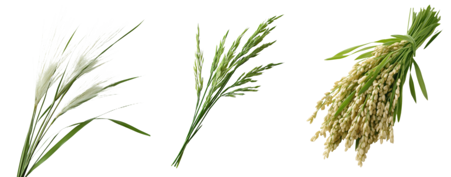 With a clipping path, the image features cane, reed seeds, and green grass on a white background