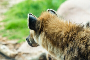 Naklejka premium Hyena looking off. Close up view from the back of his head