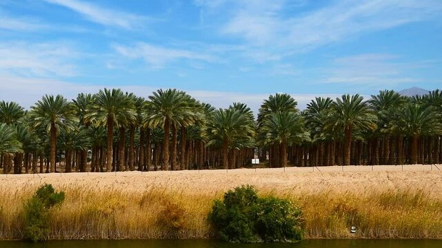 Plantation of date palms for healthy food industrial production. Date palm is iconic ancient plant and famous food crop in the Middle East and North Africa, it has been cultivated for 5000 years