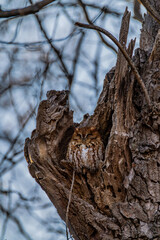 Eastern Screech Owl Red Morph