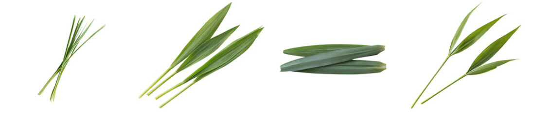 Green grass and seeds are isolated on a white background, complete with clipping path