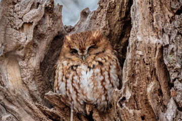 Eastern Screech Owl Red Morph