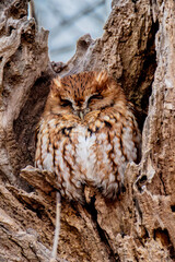 Eastern Screech Owl Red Morph