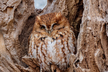 Eastern Screech Owl Red Morph