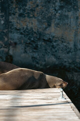 Cute South African, Cape fur seal sleeping on the pier. Cape Town, South Africa