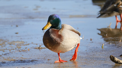 Mallard on Ice