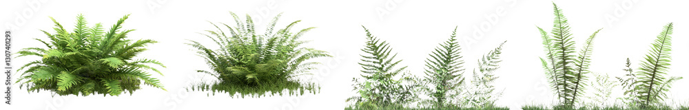 Poster isolated on a white or transparent background is a lush bush of broadleaf ferns mixed with various g