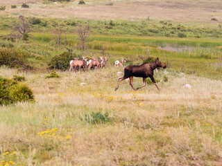 A moose chasing a herd of bighorn sheep through a meadow in Colorado.